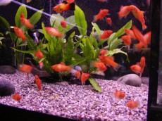 Zivorodke Xiphophorus maculatus - platy Zivorodke Xiphophorus maculatus - platy