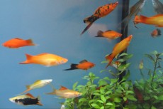 Zivorodke Xiphophorus varius - mecek Zivorodke Xiphophorus varius - mecek