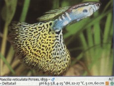 Zivorodke gup leopa Zivorodke gup leopa