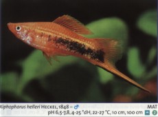Zivorodke mecek 3 Zivorodke mecek 3
