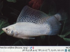 Zivorodke moli sreb velifera Zivorodke moli sreb velifera