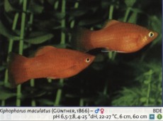 Zivorodke platy 1 Zivorodke platy 1