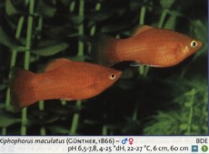 Zivorodke platy 1