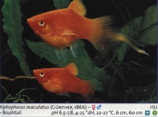 Zivorodke platy 2