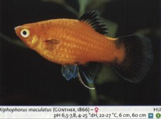 Zivorodke platy 3 Zivorodke platy 3