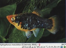Zivorodke platy 4 Zivorodke platy 4