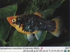 Zivorodke platy 4