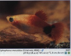 Zivorodke platy mikimaus