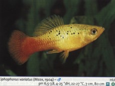 Zivorodke platy variatus Zivorodke platy variatus