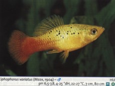 Zivorodke platy variatus