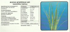Akvarijske rastline Acoros gramineus var Akvarijske rastline Acoros gramineus var