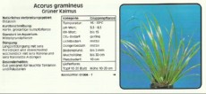 Akvarijske rastline Acorus gramineus Akvarijske rastline Acorus gramineus