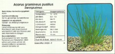 Akvarijske rastline Acorus gramineus pusillus Akvarijske rastline Acorus gramineus pusillus