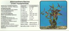 Akvarijske rastline Alternanthera lilacina