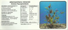 Akvarijske rastline Alternanthera reineckii Akvarijske rastline Alternanthera reineckii