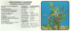 Akvarijske rastline Alternanthera rosaefolia Akvarijske rastline Alternanthera rosaefolia