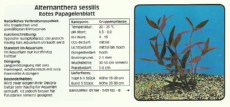 Akvarijske rastline Alternanthera sessilis Akvarijske rastline Alternanthera sessilis