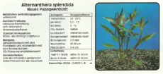 Akvarijske rastline Alternanthera splendida Akvarijske rastline Alternanthera splendida
