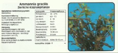 Akvarijske rastline Ammannia gracilis Akvarijske rastline Ammannia gracilis