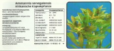 Akvarijske rastline Ammannia senegalensis Akvarijske rastline Ammannia senegalensis