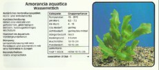 Akvarijske rastline Amorancia aquatica Akvarijske rastline Amorancia aquatica
