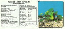 Akvarijske rastline Anubias barteri var  nana