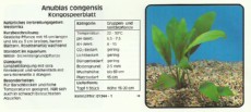 Akvarijske rastline Anubias congensis Akvarijske rastline Anubias congensis