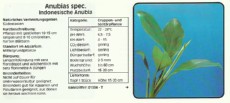 Akvarijske rastline Anubias spec Akvarijske rastline Anubias spec