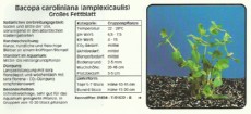Akvarijske rastline Bacopa caroliniana Akvarijske rastline Bacopa caroliniana