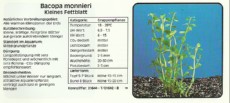 Akvarijske rastline Bacopa monnieri