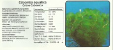 Akvarijske rastline Cabomba aquatica Akvarijske rastline Cabomba aquatica