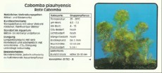 Akvarijske rastline Cabomba piauhyensis