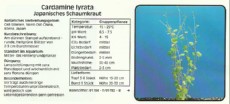 Akvarijske rastline Cardimine lyrata Akvarijske rastline Cardimine lyrata