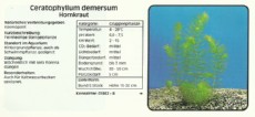 Akvarijske rastline Ceratophyllum demersum Akvarijske rastline Ceratophyllum demersum