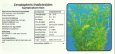 Akvarijske rastline Ceratopteris thalictroides Akvarijske rastline Ceratopteris thalictroides