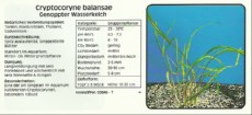 Akvarijske rastline Cryptocoryne balansae Akvarijske rastline Cryptocoryne balansae