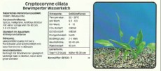 Akvarijske rastline Cryptocoryne ciliata Akvarijske rastline Cryptocoryne ciliata