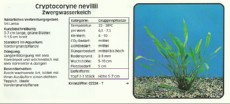 Akvarijske rastline Cryptocoryne nevillii Akvarijske rastline Cryptocoryne nevillii