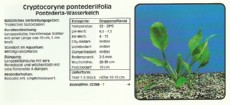 Akvarijske rastline Cryptocoryne pontederiifolia Akvarijske rastline Cryptocoryne pontederiifolia