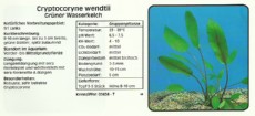 Akvarijske rastline Cryptocoryne wendtii