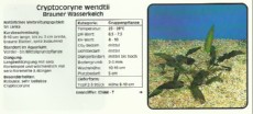 Akvarijske rastline Cryptocoryne wendtii 1 Akvarijske rastline Cryptocoryne wendtii 1
