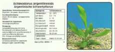 Akvarijske rastline Echinodorus argentinensis Akvarijske rastline Echinodorus argentinensis