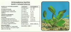 Akvarijske rastline Echinodorus barthii Akvarijske rastline Echinodorus barthii