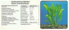 Akvarijske rastline Echinodorus bleheri Akvarijske rastline Echinodorus bleheri