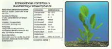 Akvarijske rastline Echinodorus cordifolius