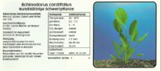 Akvarijske rastline Echinodorus cordifolius Akvarijske rastline Echinodorus cordifolius