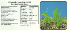 Akvarijske rastline Echinodorus griesebachii
