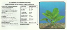 Akvarijske rastline Echinodorus horizontalis Akvarijske rastline Echinodorus horizontalis