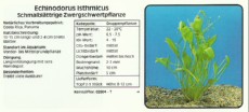 Akvarijske rastline Echinodorus isthmicus Akvarijske rastline Echinodorus isthmicus