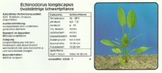 Akvarijske rastline Echinodorus longiscapus Akvarijske rastline Echinodorus longiscapus